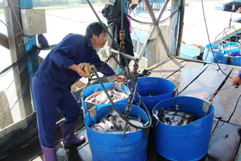Giá cá tra tăng cao - người nuôi vẫn không thể vui