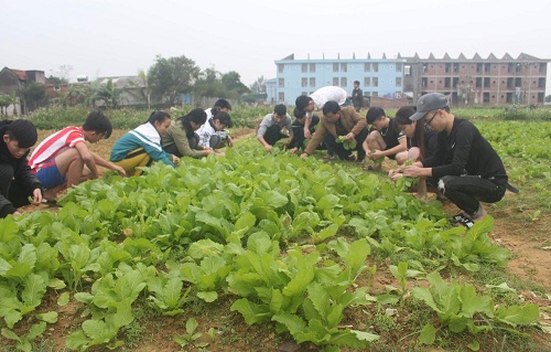 Trường THPT dân tộc nội trú số 2 Nghệ An: Tích cực trồng rau sạch để đảm bảo bữa ăn cho các em học sinh