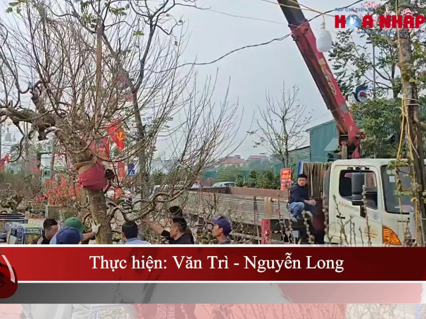 Bạch đào cổ thụ xuống phố Long Biên