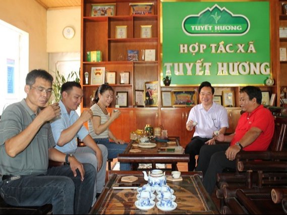 Đánh thức cây chè Đồng Hỷ