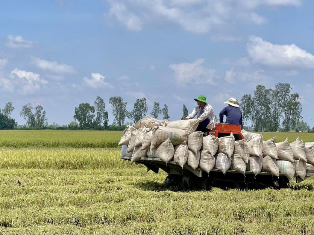Dòng tiền cuối năm giữ giá lúa gạo An Giang vẫn bình ổn