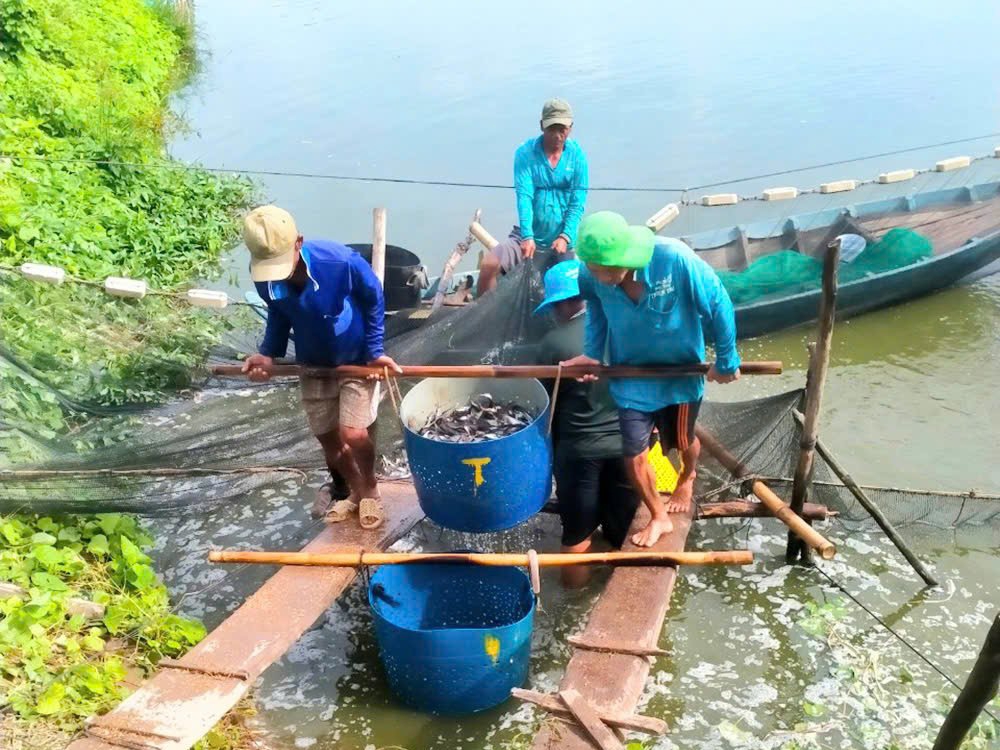 Giải pháp chính sách bảo hiểm nông nghiệp để giảm gánh nặng rủi ro