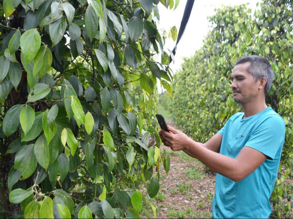 Hợp tác xã Nam Yang (Gia Lai): Từ hạt tiêu hữu cơ Lệ Chí đến 5 sản phẩm OCOP 5 sao quốc gia