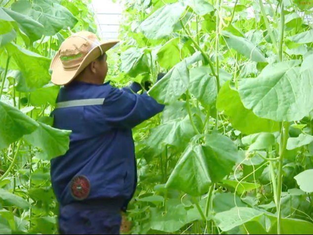 HTX Kinh tế nông nghiệp tuần hoàn Đình Mộc đổi mới sản xuất, giúp nông dân  thoát nghèo