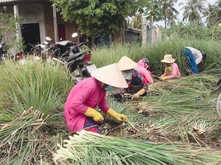 Kinh tế tuần hoàn từ cây sả ở Tân Phú Đông: từ “cứu cánh trên đất mặn” đến hướng đi tương lai