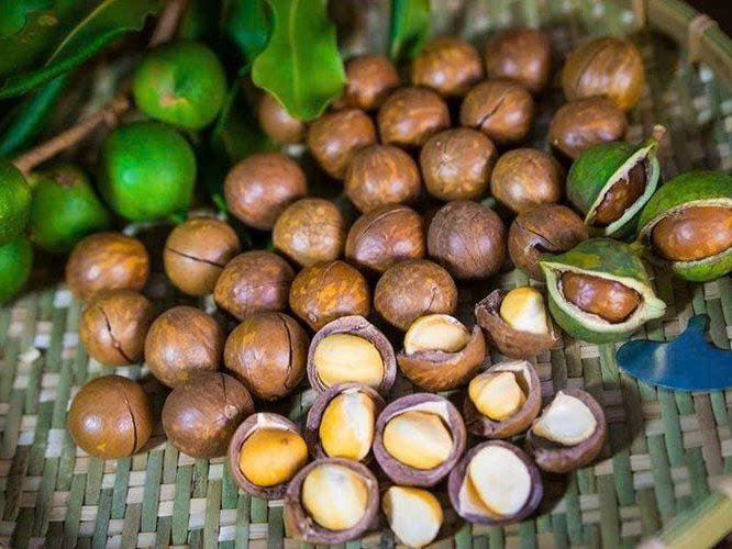 Mắc ca – từ cây trồng mới đến kỳ vọng phát triển kinh tế bền vững ở Gia Lai