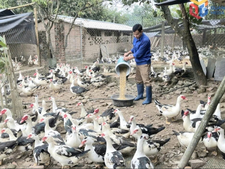 Quảng Ninh: Gương sáng thanh niên nông thôn khởi nghiệp thành công