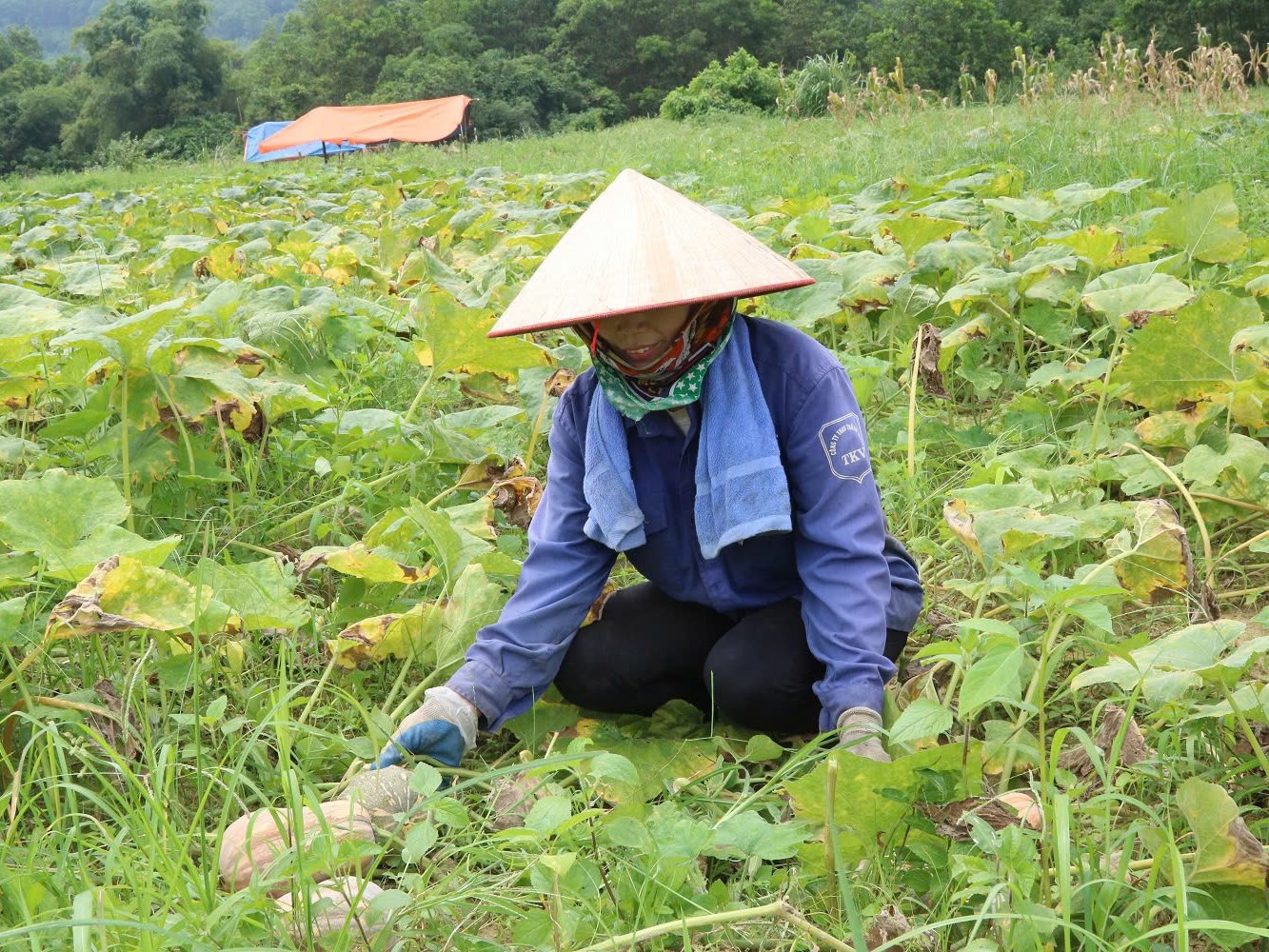 Quảng Ninh: Kinh tế hợp tác xã giúp dân xóa nghèo làm giàu