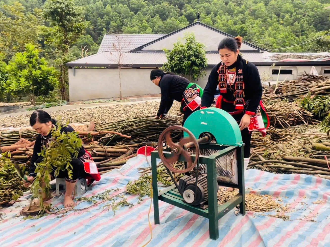 Thảo dược người Dao Triệu Minh: Tinh hoa y học cổ truyền của người dân tộc