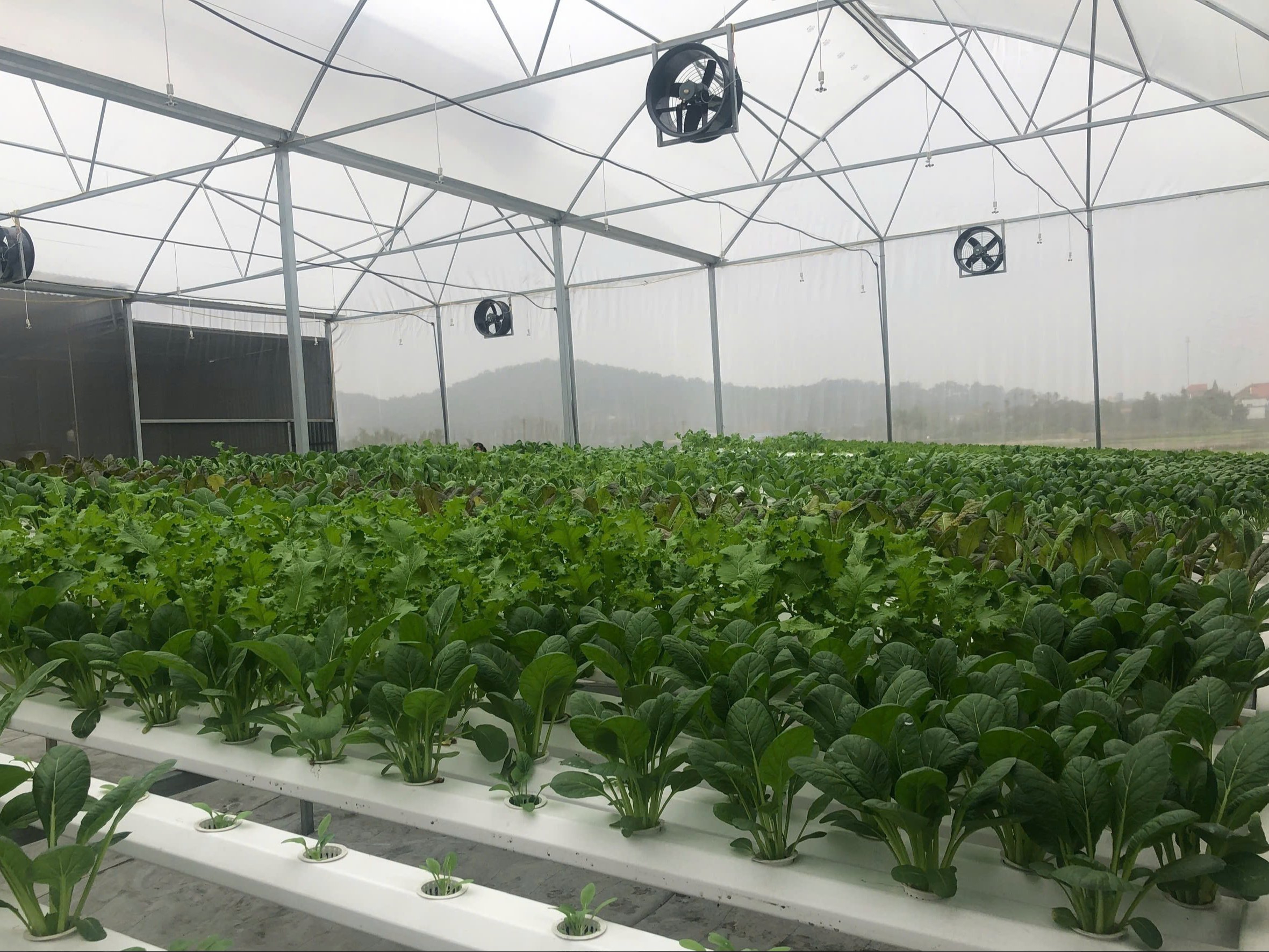 TP.  Hải Phòng thay đổi ‘bức tranh nông nghiệp’