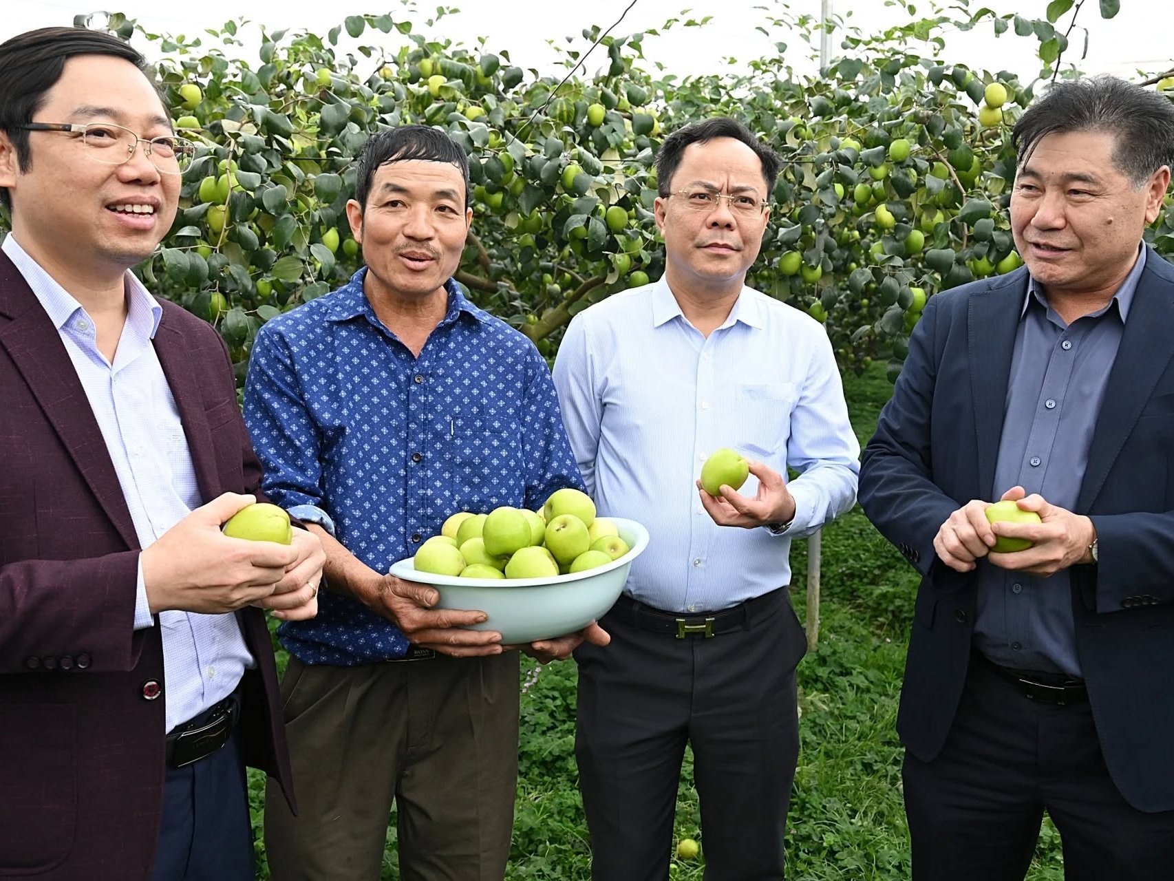 Trồng táo Đại Mật 06 cho doanh thu hàng tỷ đồng/ha với công nghệ nhà lưới thông minh