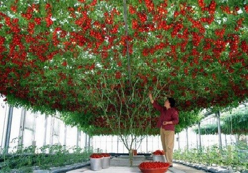 Cây cà chua bạch tuộc cho 32.000 quả mỗi lần thu hoạch