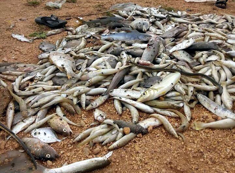 Đà Nẵng: Hỗ trợ 1,9 tỷ đồng cho ngư dân bị ảnh hưởng vì cá chết