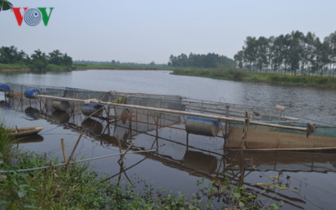 Cá lại chết hàng loạt trên sông ở Nghệ An