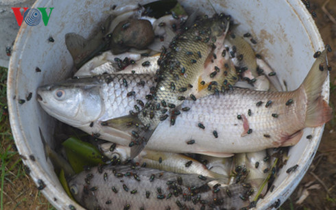 Cá lại chết hàng loạt trên sông ở Nghệ An