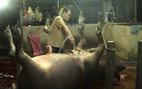 Nghệ An bắt quả tang đối tượng bơm nước để tăng trọng lượng gia súc