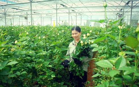 Hoa Đà Lạt tăng giá mạnh trước 20/10