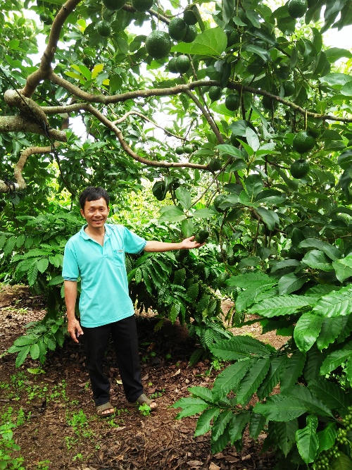 Chi tiết với hơn 60 về mô hình trồng bơ xen cà phê hay nhất - Tin học Đông Hòa