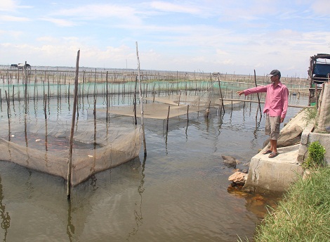 Người nuôi cá đặc sản ở phá Tam Giang điêu đứng vì thiếu đầu ra