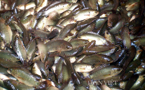 Sính thực phẩm sạch, người Hà Nội chờ mua cá miền Tây