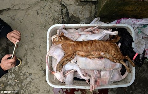 Đội lốt nhà bảo vệ động vật, tiêu thụ hàng trăm tấn thịt mèo kiếm lợi