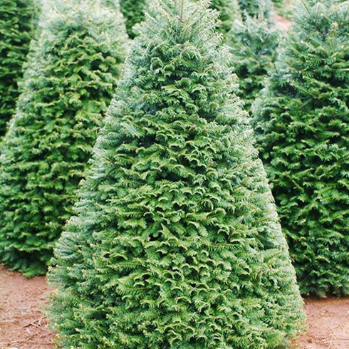 Cây thông Noel thật từ Mỹ giá 7 triệu đồng bán ở Sài Gòn