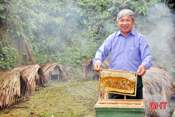 Thị trường rộng mở với mô hình nuôi ong lấy mật tại Thái Bình  Đài Phát  Thanh và Truyền Hình Thái Bình