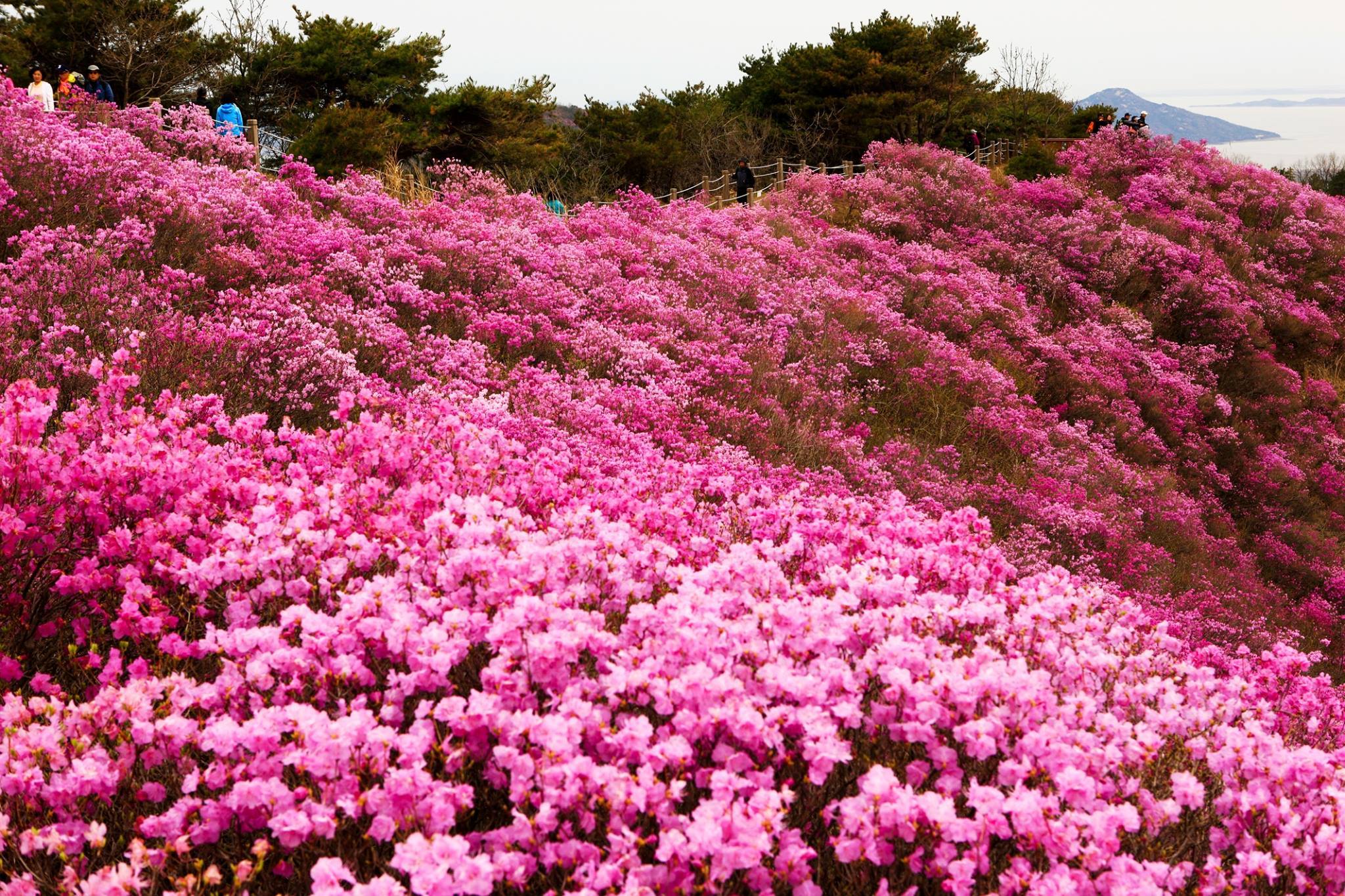 Chiêm ngưỡng vẻ đẹp của hoa đỗ quyên tại rừng Cheonju, Hàn Quốc