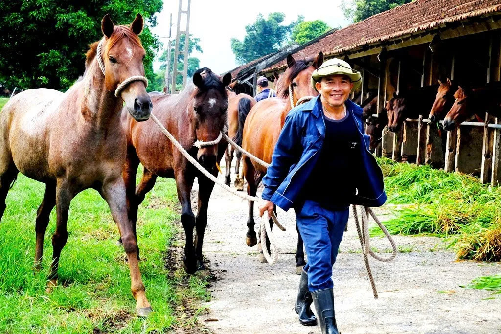 Năm mới Bính Ngọ thăm đàn ngựa “cứu người”