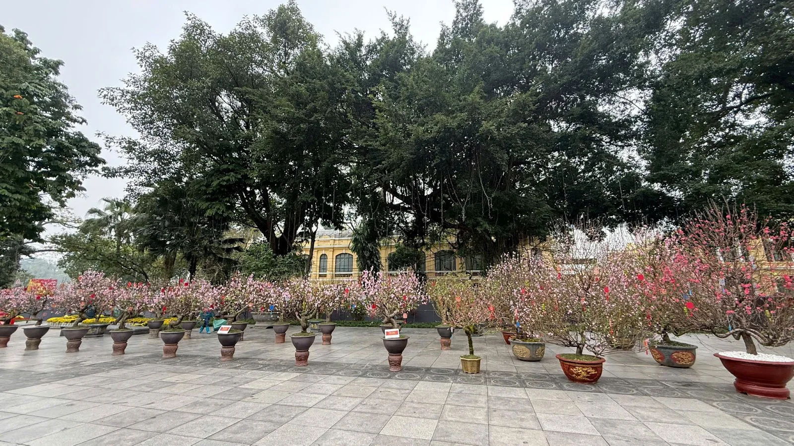 Sun Group dành tặng Hà Nội không gian hoa xuân rực rỡ tại khu vực tượng đài Lý Thái Tổ