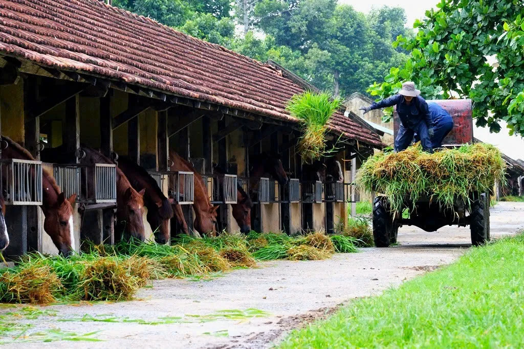 Năm mới Bính Ngọ thăm đàn ngựa “cứu người”