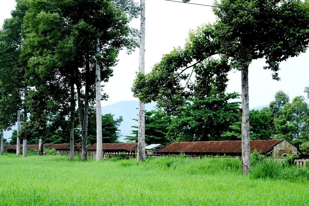 Năm mới Bính Ngọ thăm đàn ngựa “cứu người”