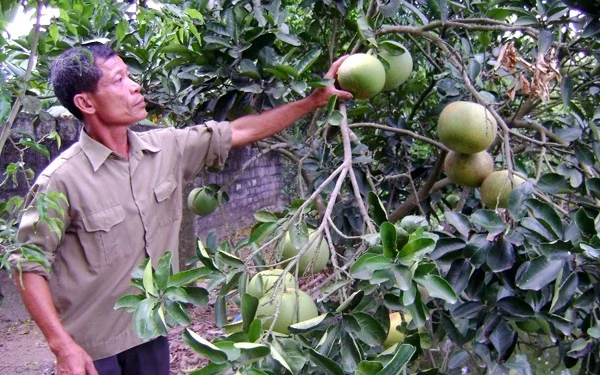 Thương binh thời bình: Không đầu hàng số phận