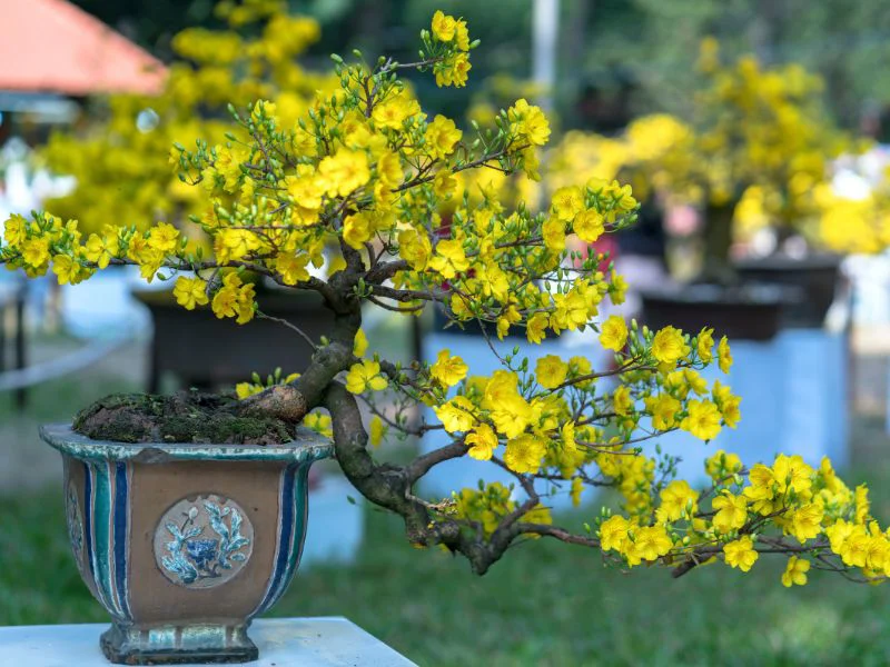 Xuân về, tản mạn chuyện hoa