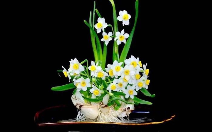 Xuân về, tản mạn chuyện hoa