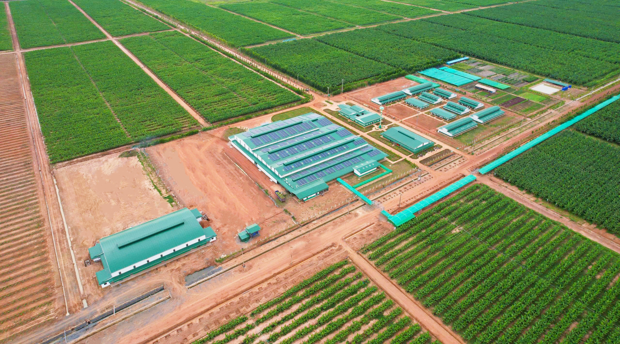 Tỷ phú Trần Bá Dương sang Campuchia trồng hơn 2.000 ha dứa