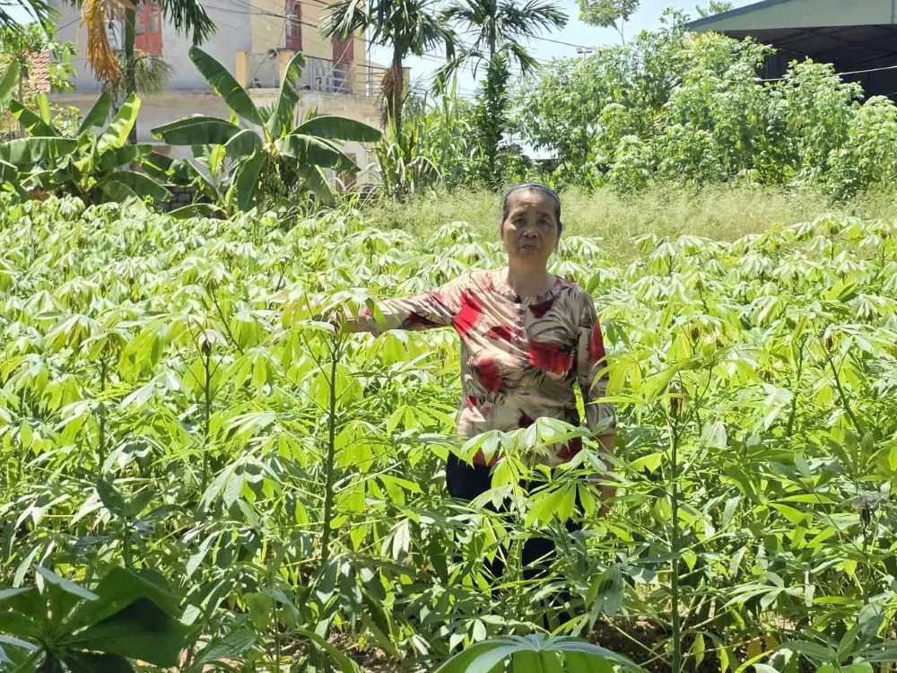 Quảng Ninh: Một CCB 1/3 thế kỷ kêu oan cần phiên tòa cấp cao “ Phụng công, thủ pháp, chí công, vô tư”.