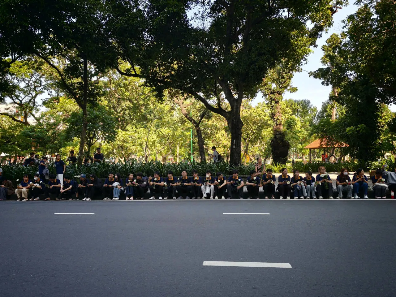 Nhành hoa trắng bên đường